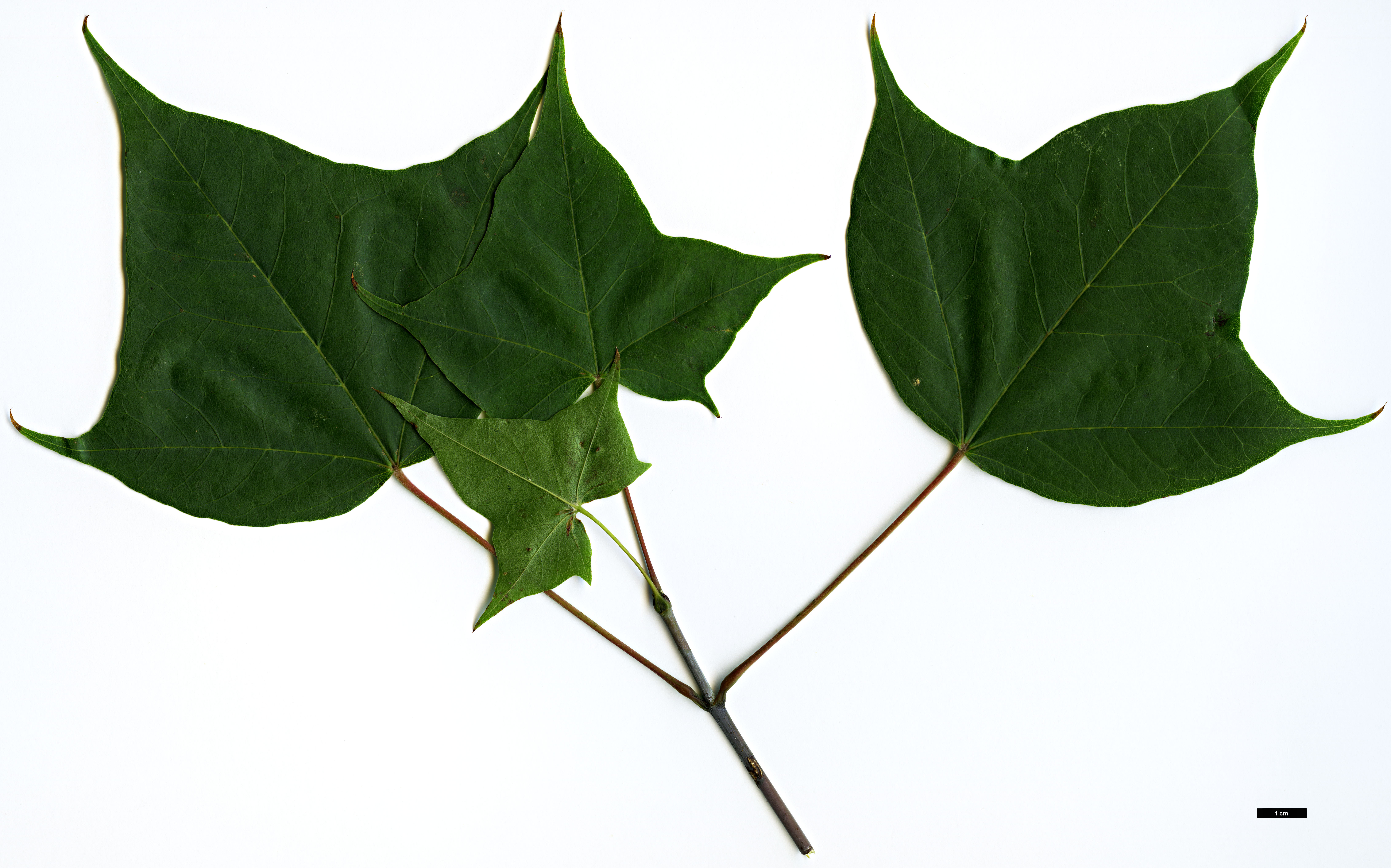 High resolution image: Family: Sapindaceae - Genus: Acer - Taxon: cappadocicum - SpeciesSub: subsp. sinicum